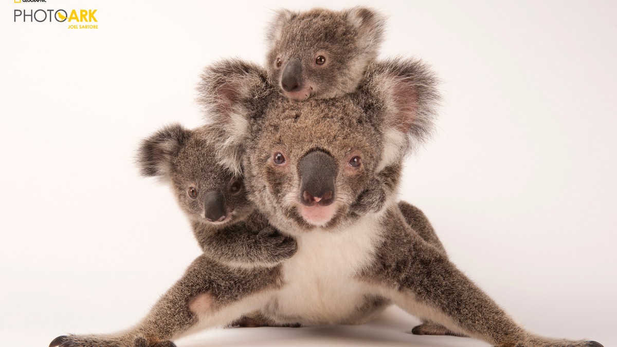 MEDIA_ONLINEKoala_Phascolarctos_cinereus_Joel_Sartore_NationalGeographic_PhotoArk