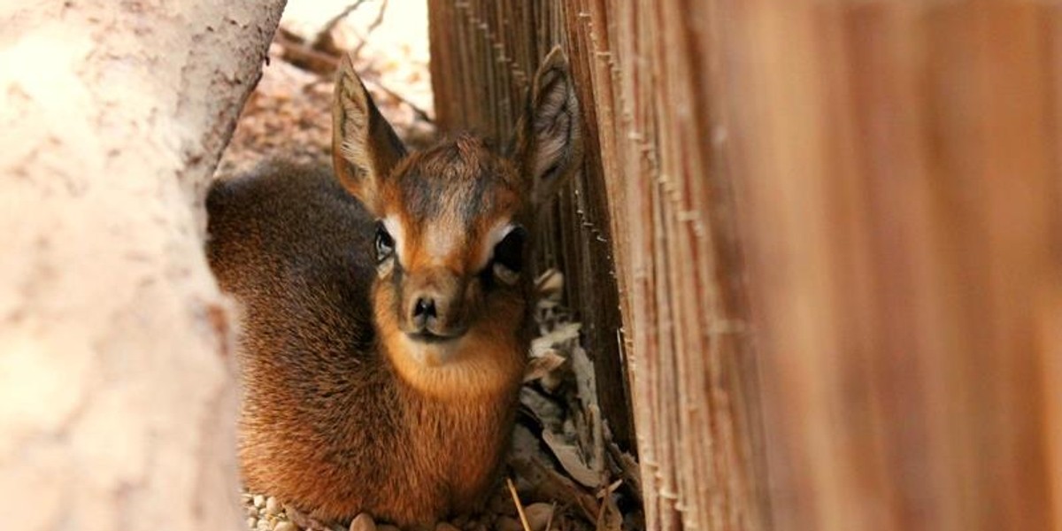 Oto mały dikdik