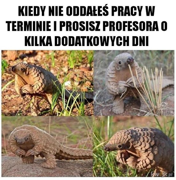 Najśmieszniejsze memy ze zwierzętami w roli głównej