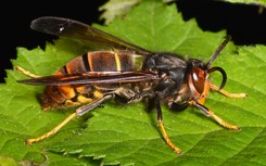 Szerszeń azjatycki już jest w Europie. To duże zagrożenie. Dotrze też do Polski?