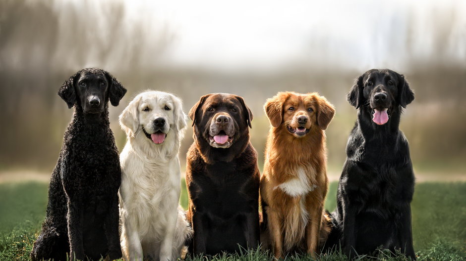 Zidentyfikowano najinteligentniejszą rasę psów 