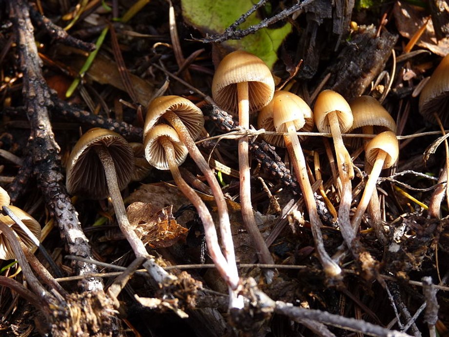 Psilocybe pelliculosa mushrooms.