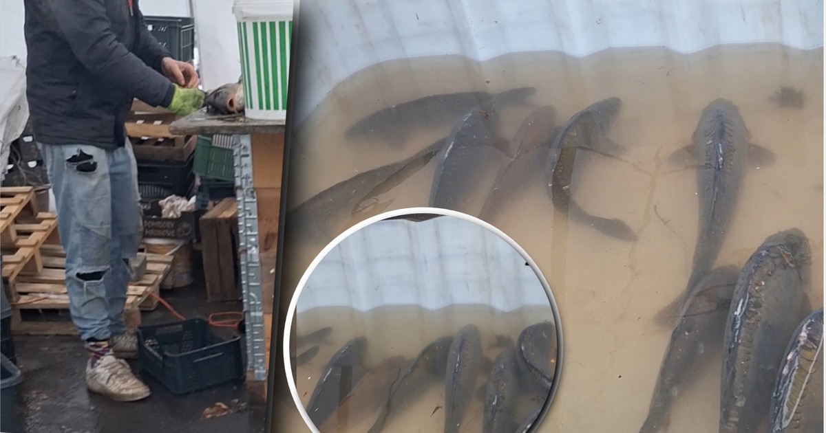 Na bazarze sprzedawał żywe karpie. "Handlujący nie chciał ich ogłuszać"