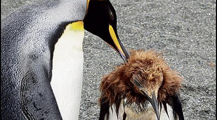Mamája fésüli a punk-pingvint