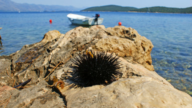 Na plażach Chorwacji jest ich pełno. Mogą być bardzo niebezpieczne