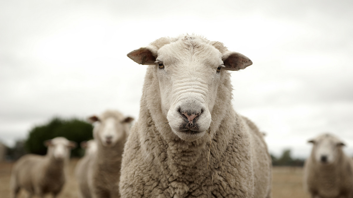 Katowice: małe stado owiec pomaga ludziom oddając krew