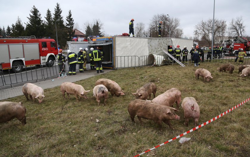 Wypadek. Przewrócił się tir ze świniami