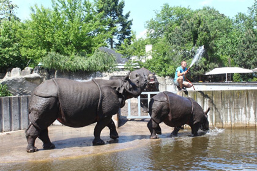 Upał w zoo