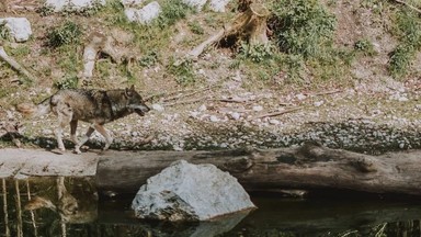 Wilk na podwórku koło Bochni. W sieci pojawił się film