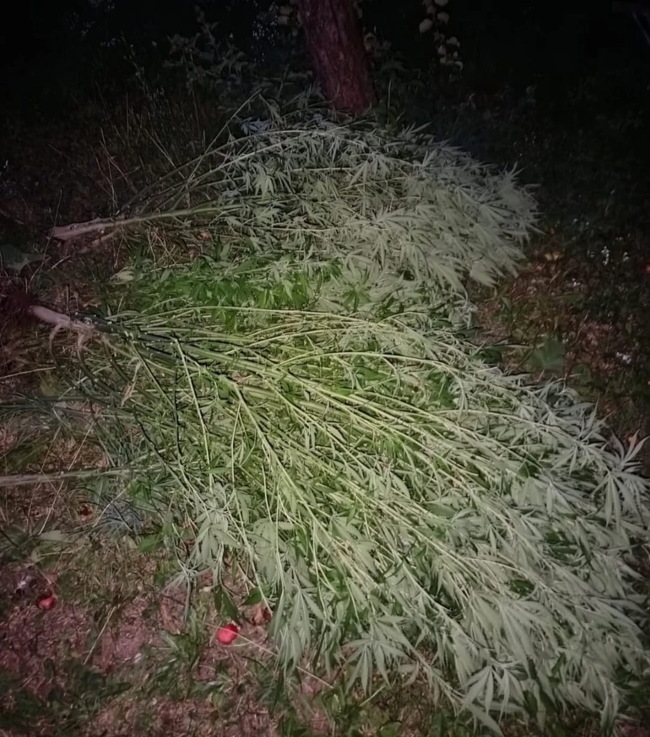 Plantaža marihuane u Nikšiću