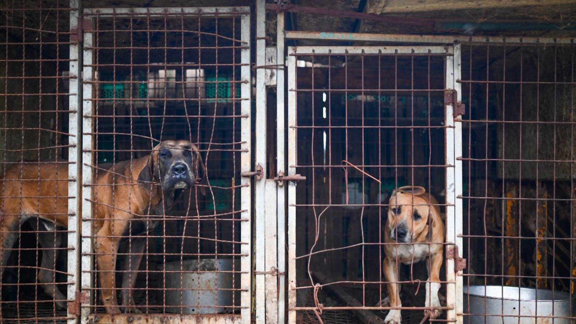U Južnoj Koreji će napokon biti  zabranjeno da se jede pseće meso