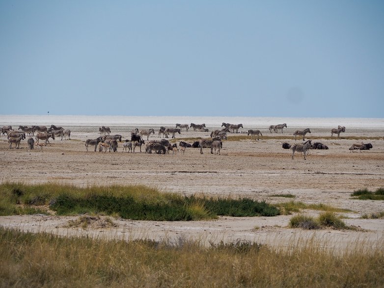 Etosha Park - Namibia