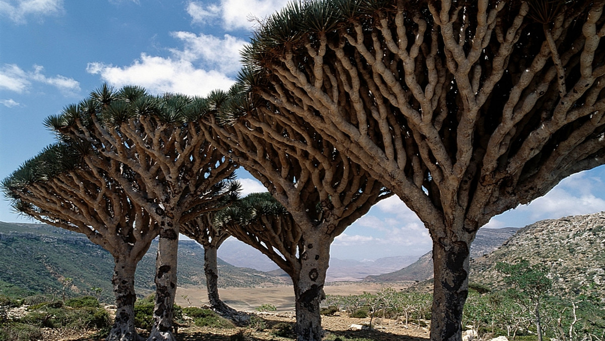 Zespół rosyjskich archeologów odkrył na wyspie Sokotra pozostałości starożytnego miasta z II wieku n.e. - informuje serwis internetowy "Yemen News Agency". Odsłonięto m.in. ruiny domów i pozostałości ulic.