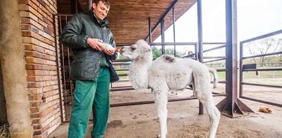 Tak wielbłądzica je śniadanie!