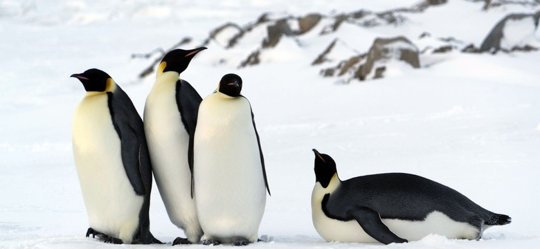 Nowy wirus rozprzestrzenia się w ogromnym tempie. Dotarł już do Antarktydy