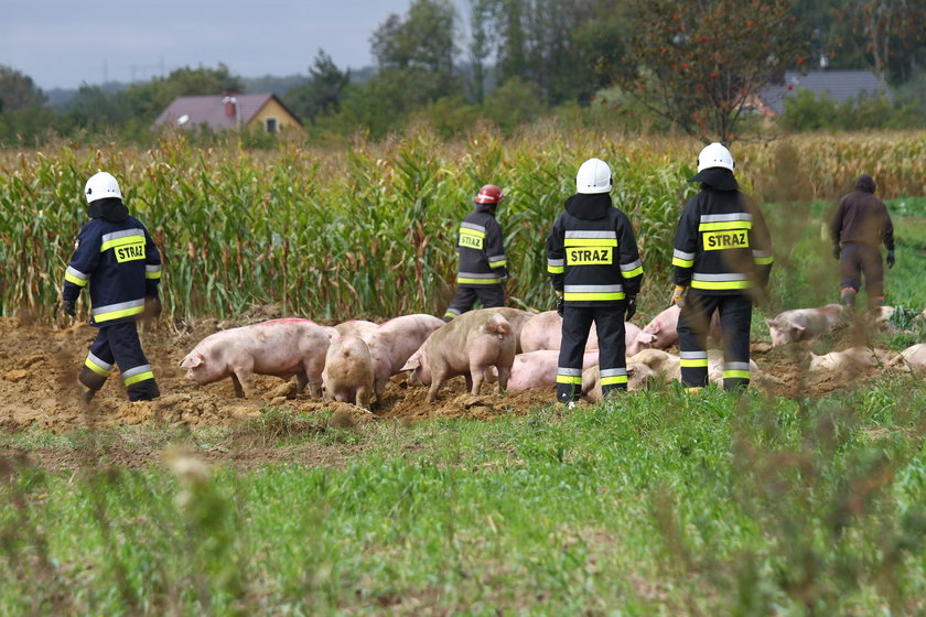 Wypadek ciężarówki ze świniami w Dębnie