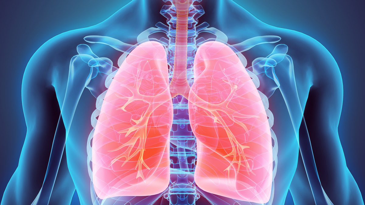 Zdrowe płuca dorosłego człowieka są w stanie pomieścić nawet 5 litrów powietrza, a człowiek wykonuje od 16 do 25 oddechów w ciągu każdych 60 sekund. Nic dziwnego, że to jeden z najważniejszych organów w ciele człowieka, bo bez oddychania organizm po prostu nie funkcjonuje. Zadaniem płuc jest nie tylko dostarczanie tlenu do krwioobiegu oraz usuwanie dwutlenku węgla na zewnątrz. Płuca są swego rodzaju filtrem, który chroni organizm przez zanieczyszczeniami, bakteriami i wirusami. Sprawdź, jak są zbudowane i jakie choroby im grożą.