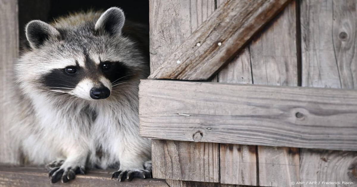 Wetenschappers-alleen-met-buurlanden-kan-Limburg-wasbeer-bestrijden