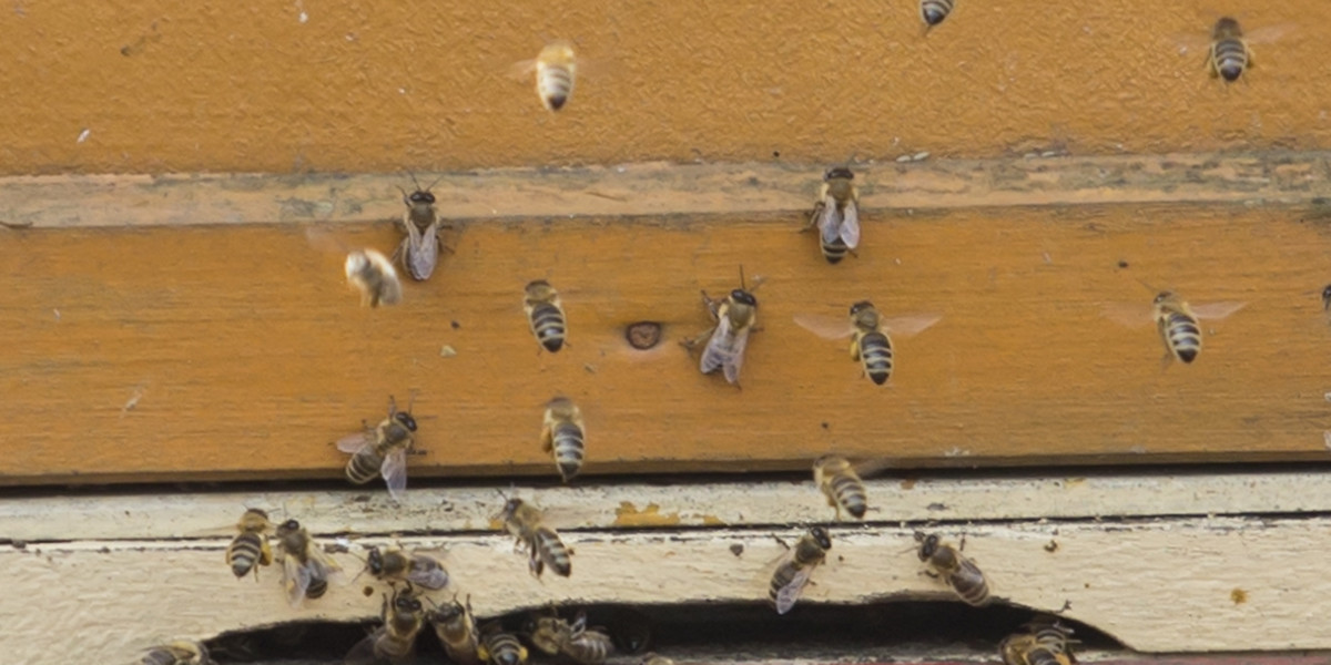 Pszczoły wymierają owoce będą droższe.