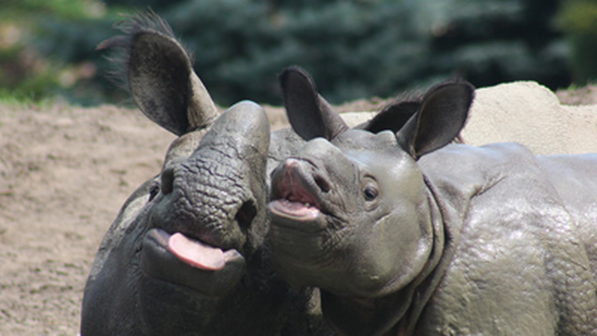 To dla nich prawdziwa przyjemność. Nosorożce pancerne, bo o nich mowa, uwielbiają kąpiele błotne. Dlatego 5-miesięczny Byś z warszawskiego ogrodu zoologicznego, wraz ze swoją mamą, przy każdej nadarzającej się okazji chętnie korzystają z tej formy "masażu". Pracownicy zoo uwiecznili to na zdjęciach.