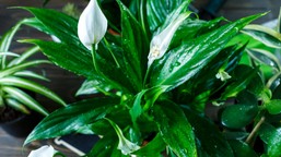 wlewam 1 szklankę, a żółknący skrzydłokwiat ekspresowo odzyskuje piękny kolor i rośnie szybciej niż kiedykolwiek. w kilka dni wygląda jak z kwiaciarni domowy nawóz do skrzydłokwiatu