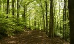 Śmiertelnie groźny owad w polskich lasach. Lepiej go nie denerwować