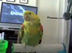 Tak papuga gra na konsoli