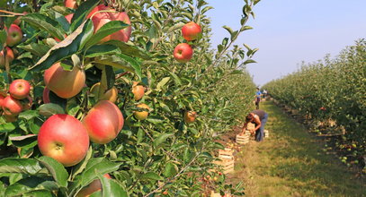 Cena jabłek 2022. Kto bardziej ucierpi: klienci czy sadownicy?