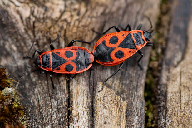 Kowal bezskrzydły (Pyrrhocoris apterus) potocznie nazywany jest "tramwajarzem", bowiem złączone kowale przypominają 2 połączone wagony