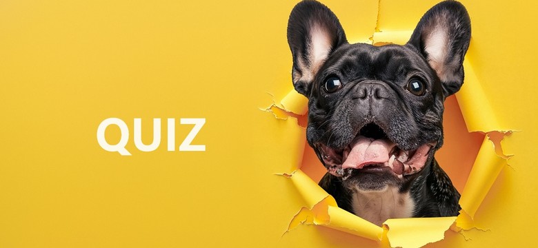 QUIZ na Dzień Psa: Jaka to rasa psa? Oto 4 bardzo podobne rasy