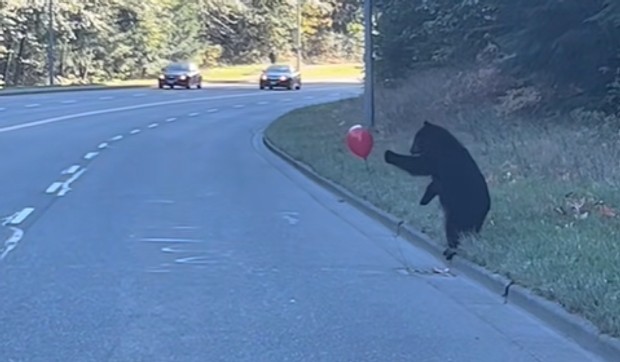 Medved se igra sa balonom
