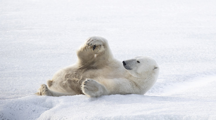 Norvégia sarkvidéki részén egy jegesmedve jógagyakorlatokra hasonlító mozdulatokat mutatott be /Fotó: Northfoto