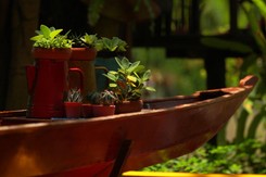 Każdy chce mieć swoje RODOS. Rośnie zainteresowanie i cena ogrodów działkowych