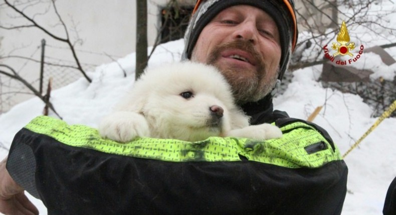 A picture from the Italian fire service on January 23, 2017 shows a fireman carrying a puppy found at the avalanche-hit Hotel Rigopiano