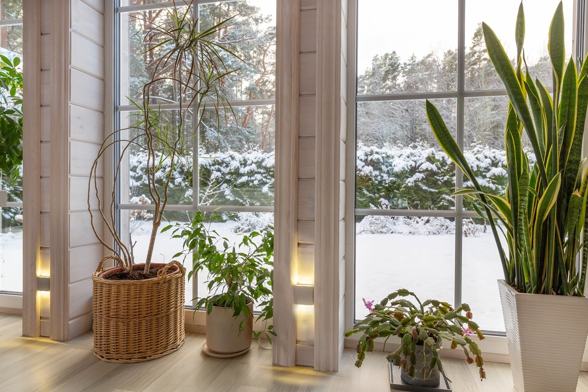 mroźna śnieżna zima a ogród 2026