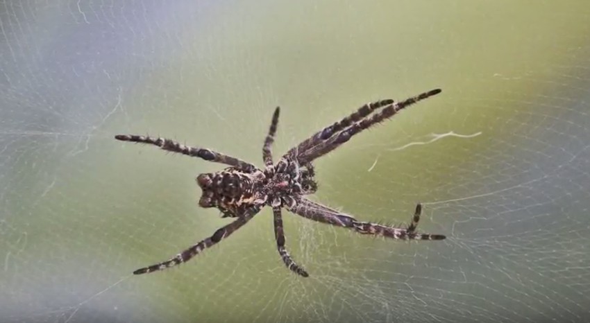 Cyrtophora citricola