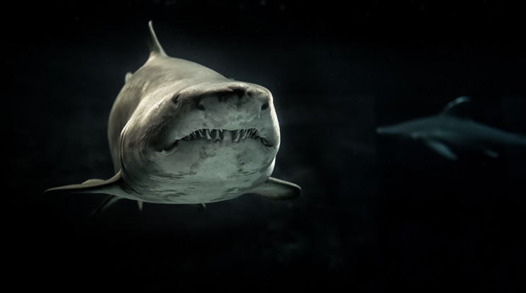 Nagy fehér cápára bukkantak a magyarok kedvenc egyiptomi üdülőhelyén /Illusztráció: Pexels