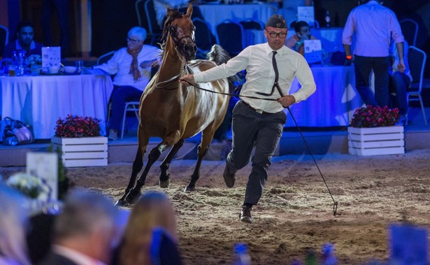 Minister Ardanowski przekonuje: Mamy prymat, jeśli chodzi o konie na świecie