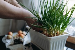 Sadzenie cebuli dymki: Kiedy i jak to robić? Termin tuż tuż