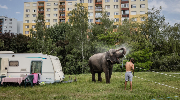 Kállai Márton (Szabad Föld) Elefántfürdő című képe, amely első díjat nyert / Fotó: Kállai Márton