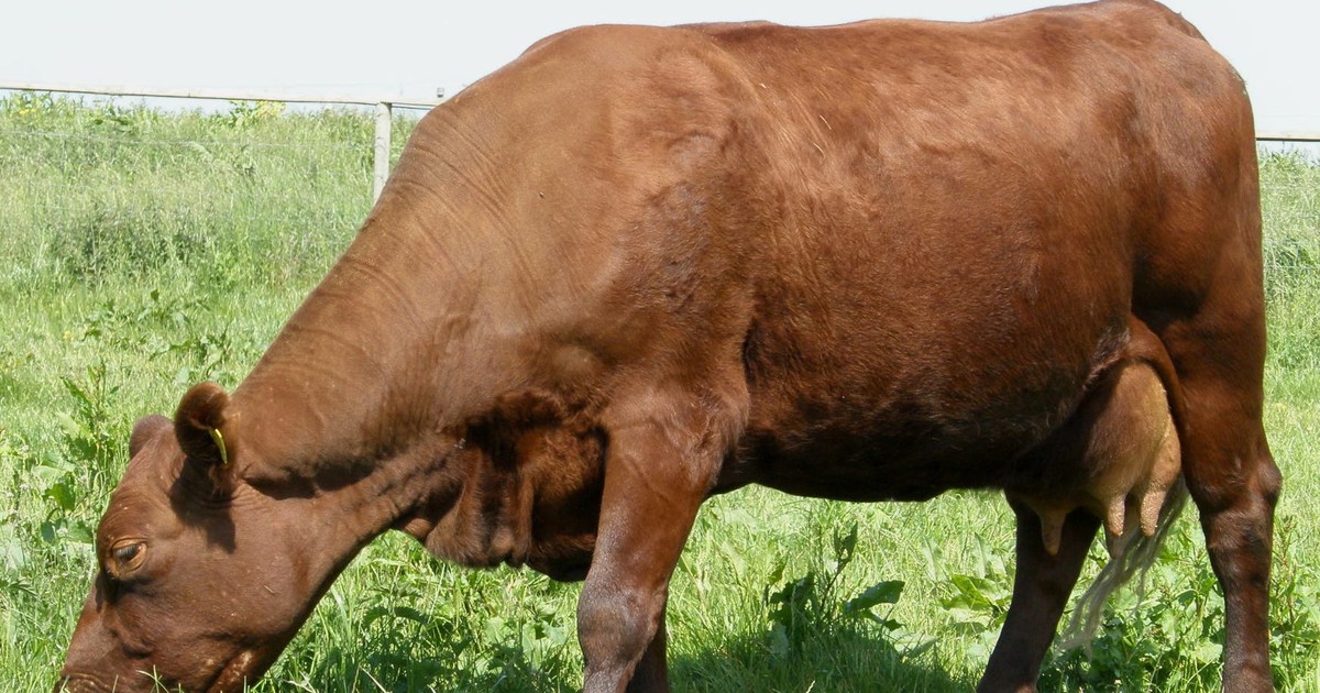 South Africa’s beef exports fell 26% in 2025 as foot-and-mouth outbreaks led to a Chinese import ban, rising farm costs, and vaccine shortages.