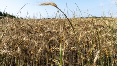 Spór o ukraińskie zboże. Jest decyzja Komisji Europejskiej