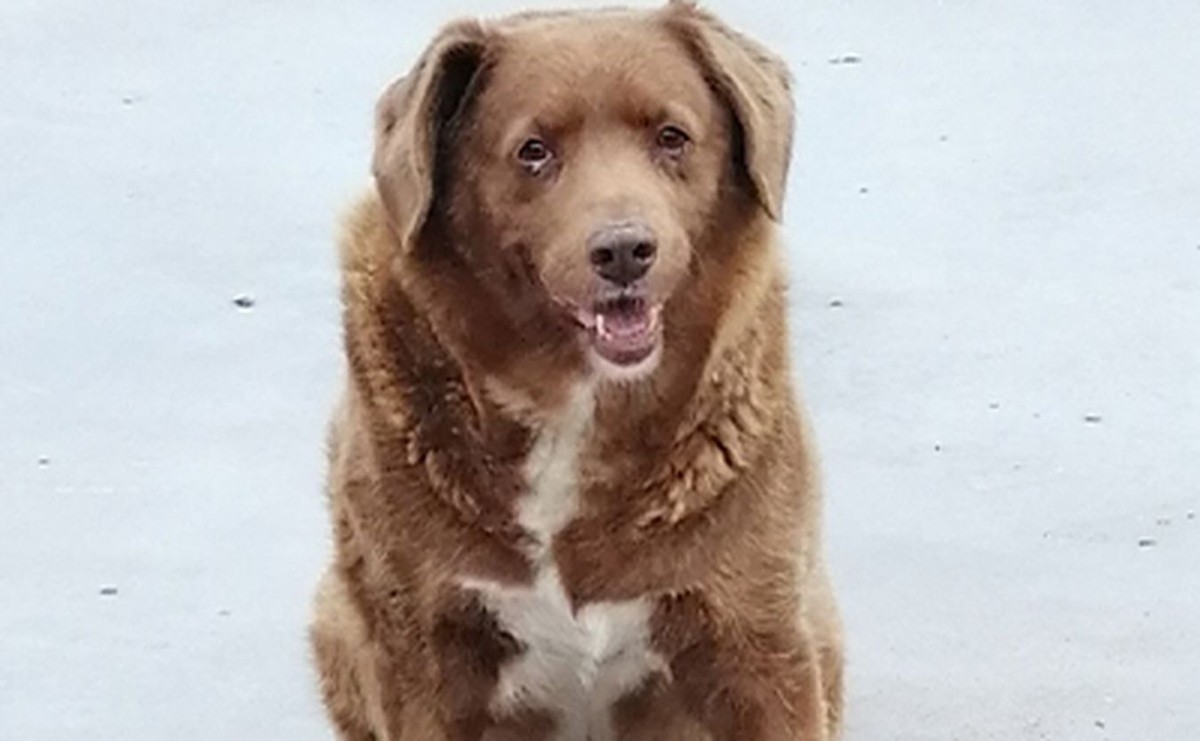 Ponad 30-letni pies Bobi