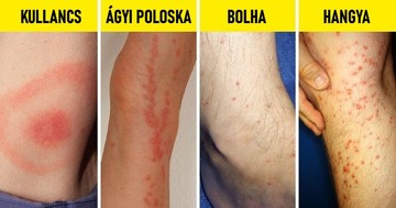 rovarcsipesek