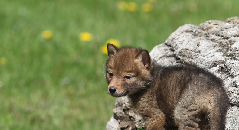 A coyote pup standing on a rock (the coyote pup mentioned in this story is not pictured).Lynn_Bystrom/Getty Images