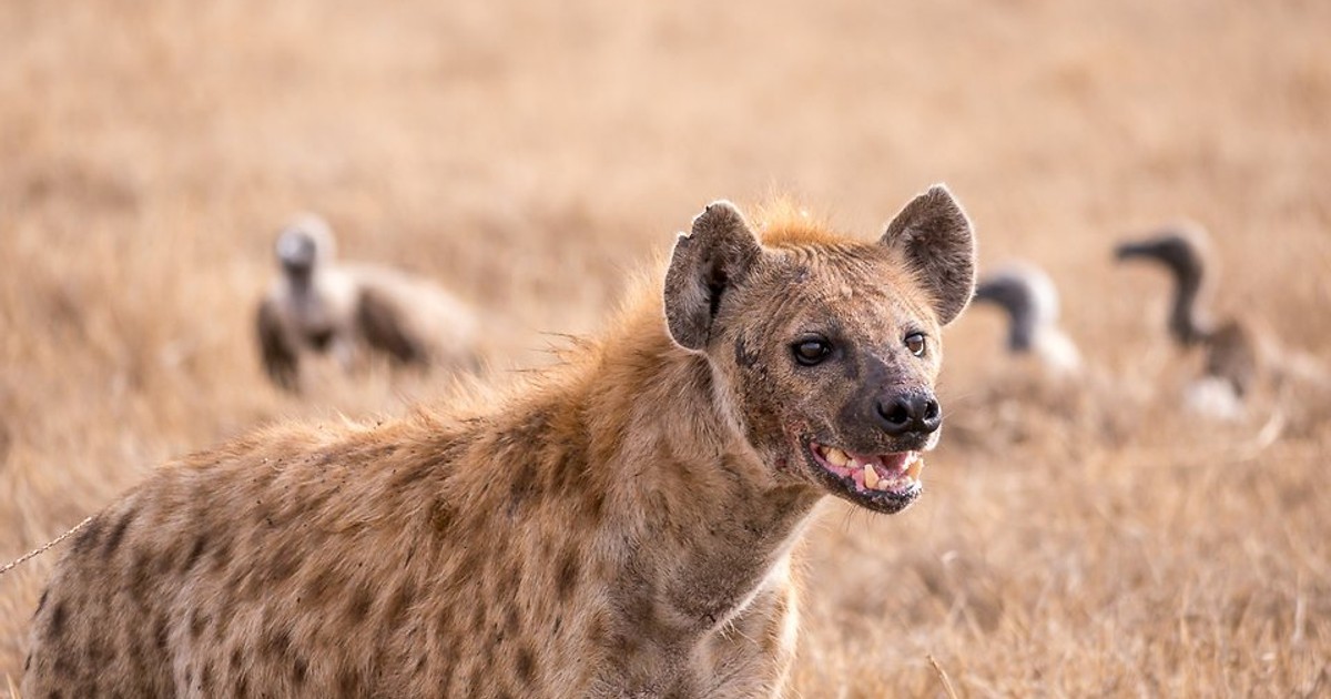 Being Targeted By Hyena Chan The spotted hyena is being eaten to extinction by humans | Pulselive Kenya