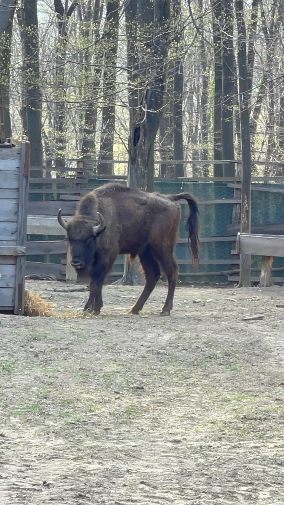 Bizoni na Fruškoj gori 