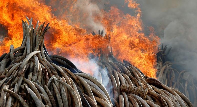 Fire burns part of an estimated 105 tonnes of ivory and a tonne of rhino horn confiscated from smugglers and poachers at the Nairobi National Park near Nairobi, Kenya, April 30, 2016. REUTERS/Siegfried Modola TPX IMAGES OF THE DAY