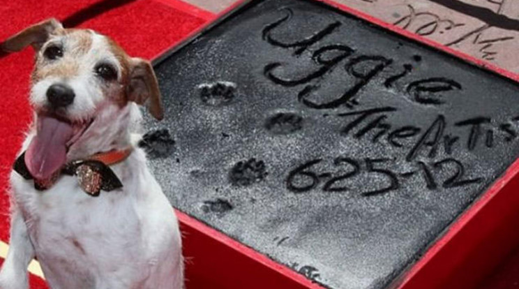 Uggie-t díjazták Cannes-ban /Fotó: Northfoto 