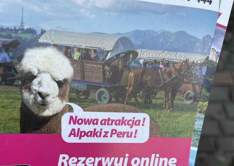 "Alpaki z Peru"